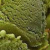 Pistacchio