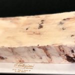 mattonella tentazioni